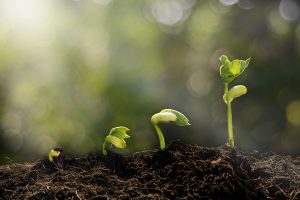 Young plant growing in the morning