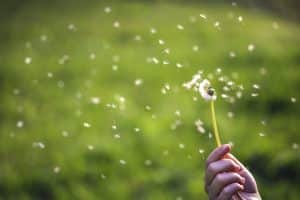 dandelion blowing in the wind